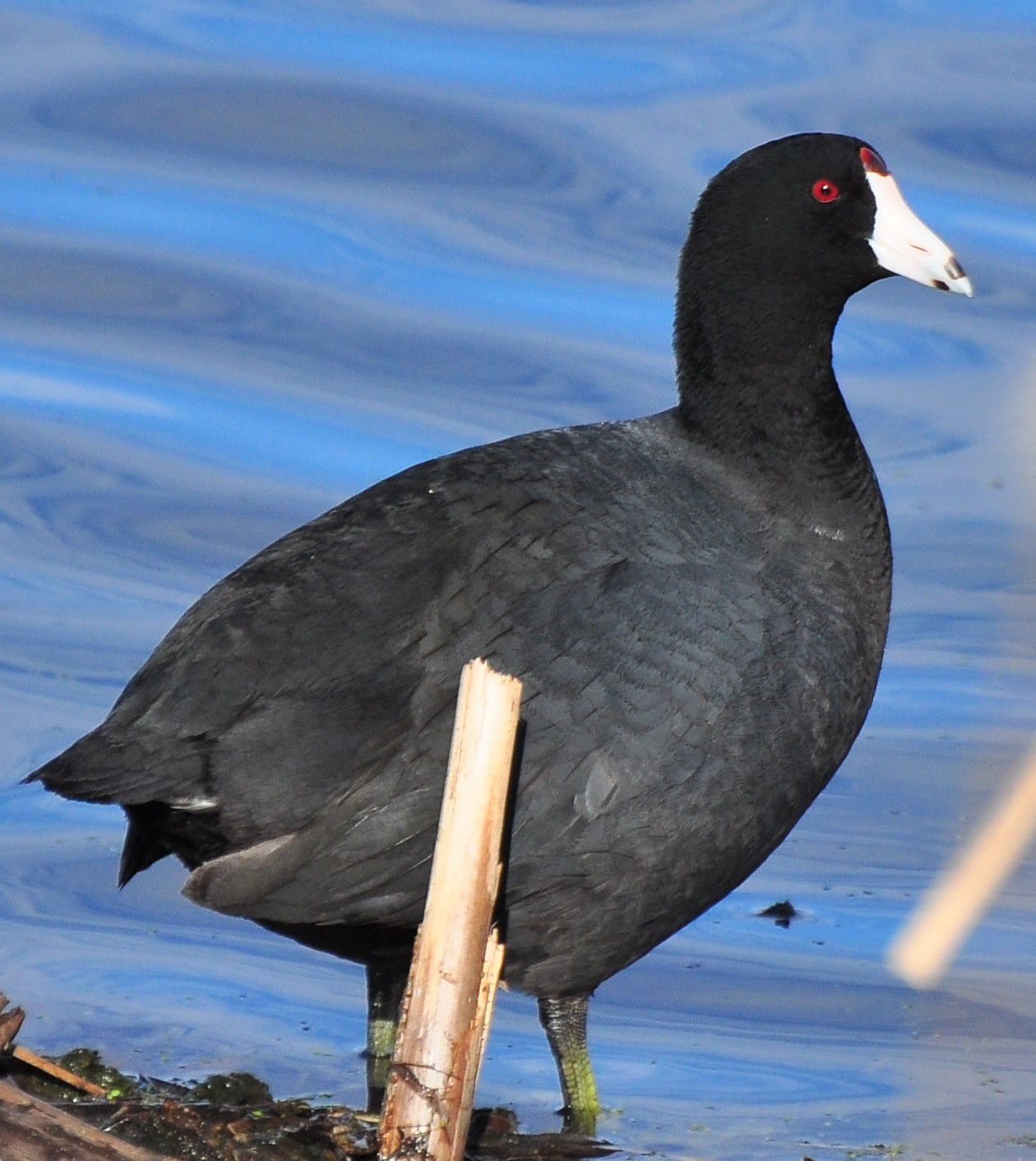 Adult coot